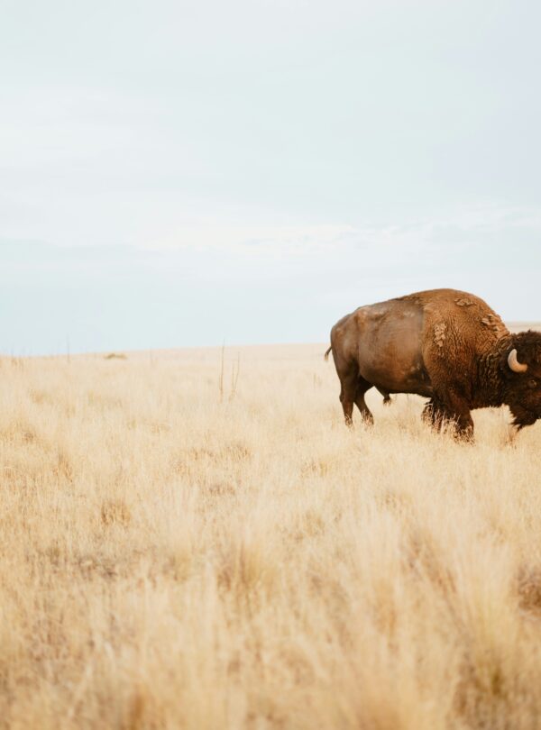 Bison Paddock Loop Road