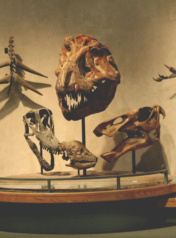 Royal Tyrrell Museum